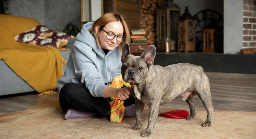Hundefotografie Blog: Einblicke in die Objektsuche Australian Shepherd zeigt bei der Objektsuche in Dresden einen fokussierten Blick auf einen Gegenstand im Gras.